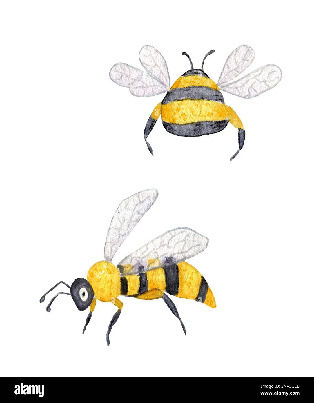 Ape acquerello. Acquerello Illustrazione di ape del miele e di Bumblebee. Insetti isolati su uno sfondo bianco. Foto Stock