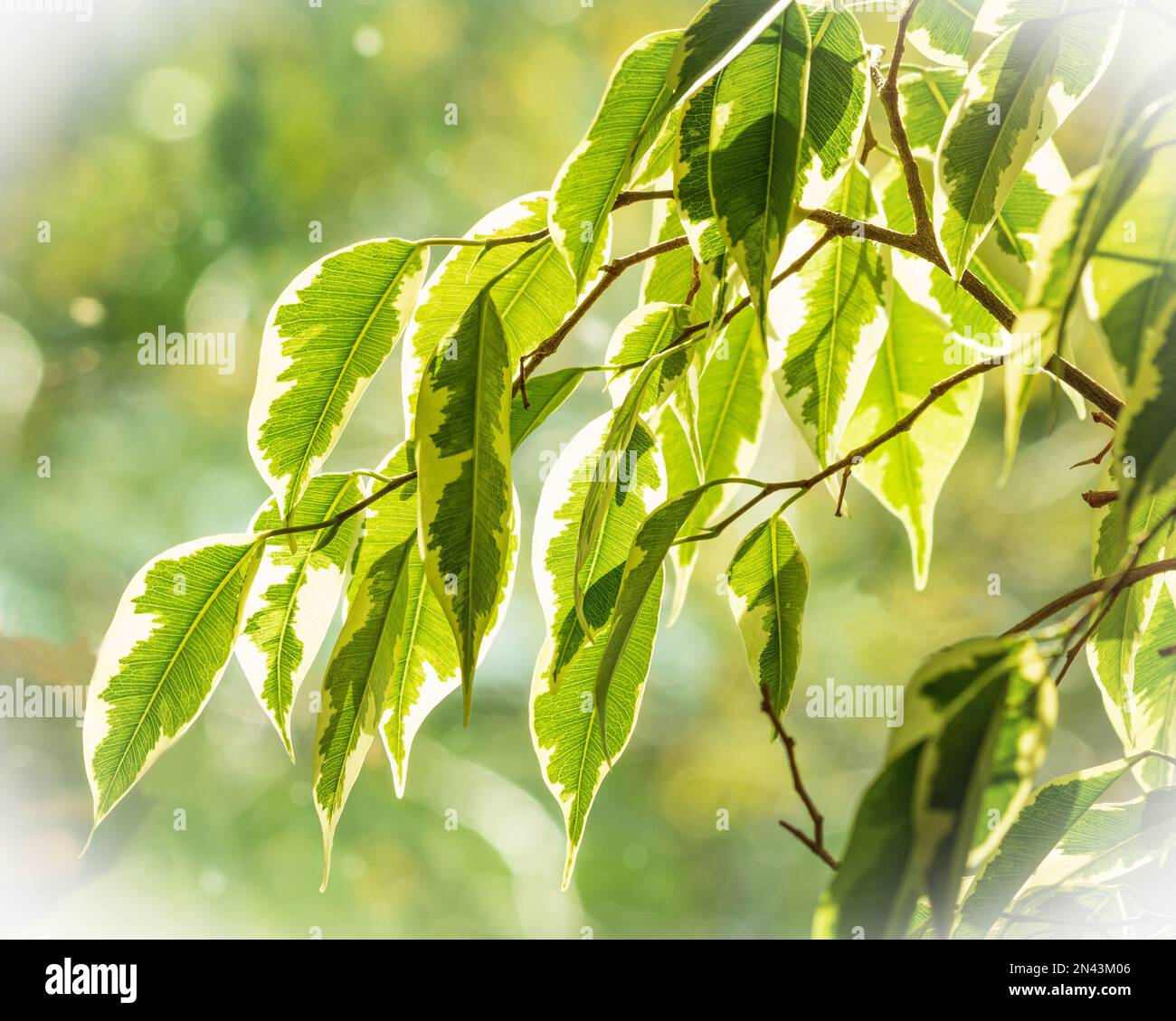 Le foglie della pianta ficus variegata sono traslucide attraverso i raggi del sole. Foto Stock