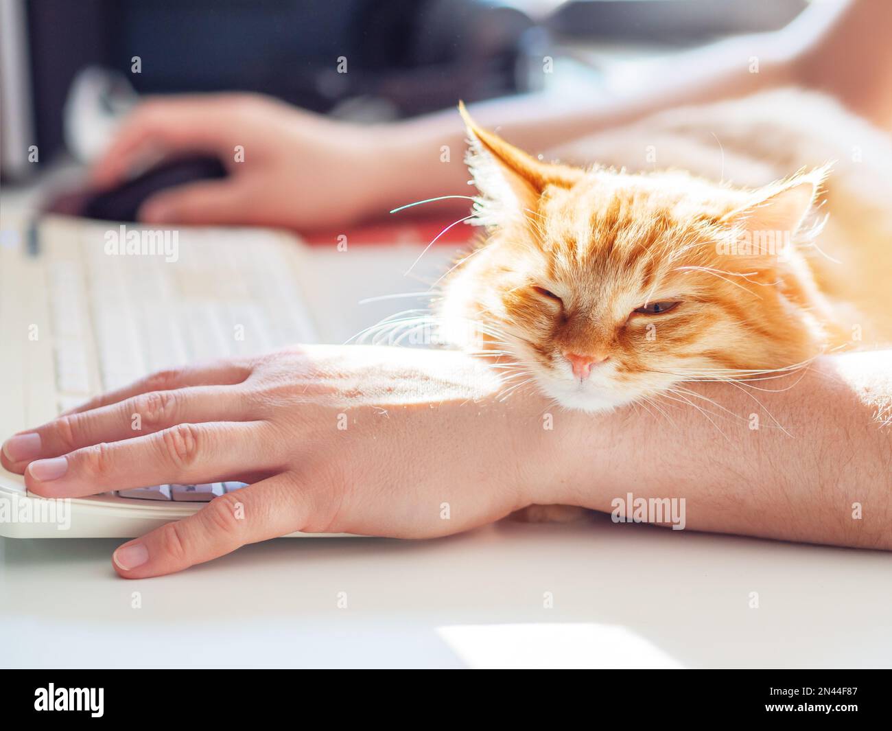 L'uomo sta scrivendo alla tastiera del computer. Gatto zenzero carino che schizza sulla mano dell'uomo. Cucciolo di pelliccia che si coccola fino al proprietario e che intralcia il suo lavoro. Foto Stock