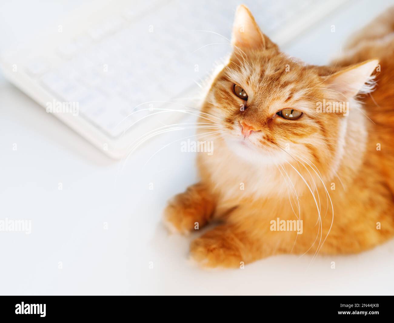Carino zenzero gatto sdraiato su un tavolo bianco vicino alla tastiera del computer. Soffice animale domestico che si accinda nella macchina fotografica. Lavoro freelance. Vista dall'alto. Foto Stock