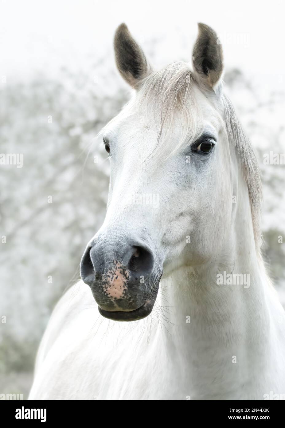 un ritratto di un cavallo bianco su uno sfondo chiaro e morbido Foto Stock
