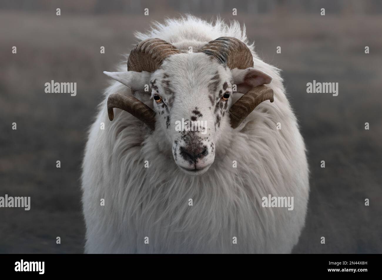 Un ritratto di una brughiera bianca (Heidschnucke) su un morbido sfondo pastello opaco Foto Stock