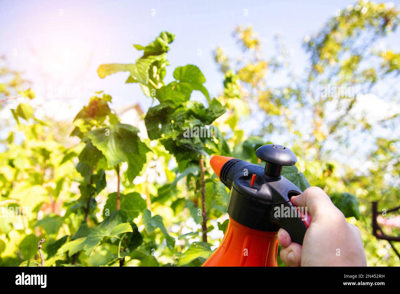 Spruzzare ribes malati da afidi e parassiti. Spruzzatura con soda e solfato di rame. Copia spazio per il testo. Malattia di pianta Foto Stock