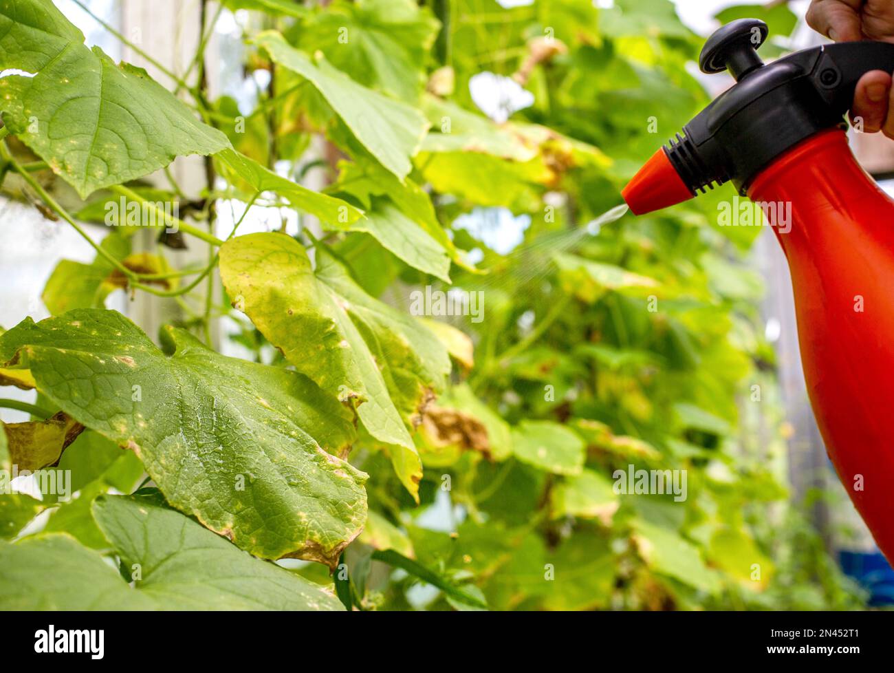 spruzzatura di borragine con solfato di rame da parassiti e ingiallimento delle foglie. Foto Stock