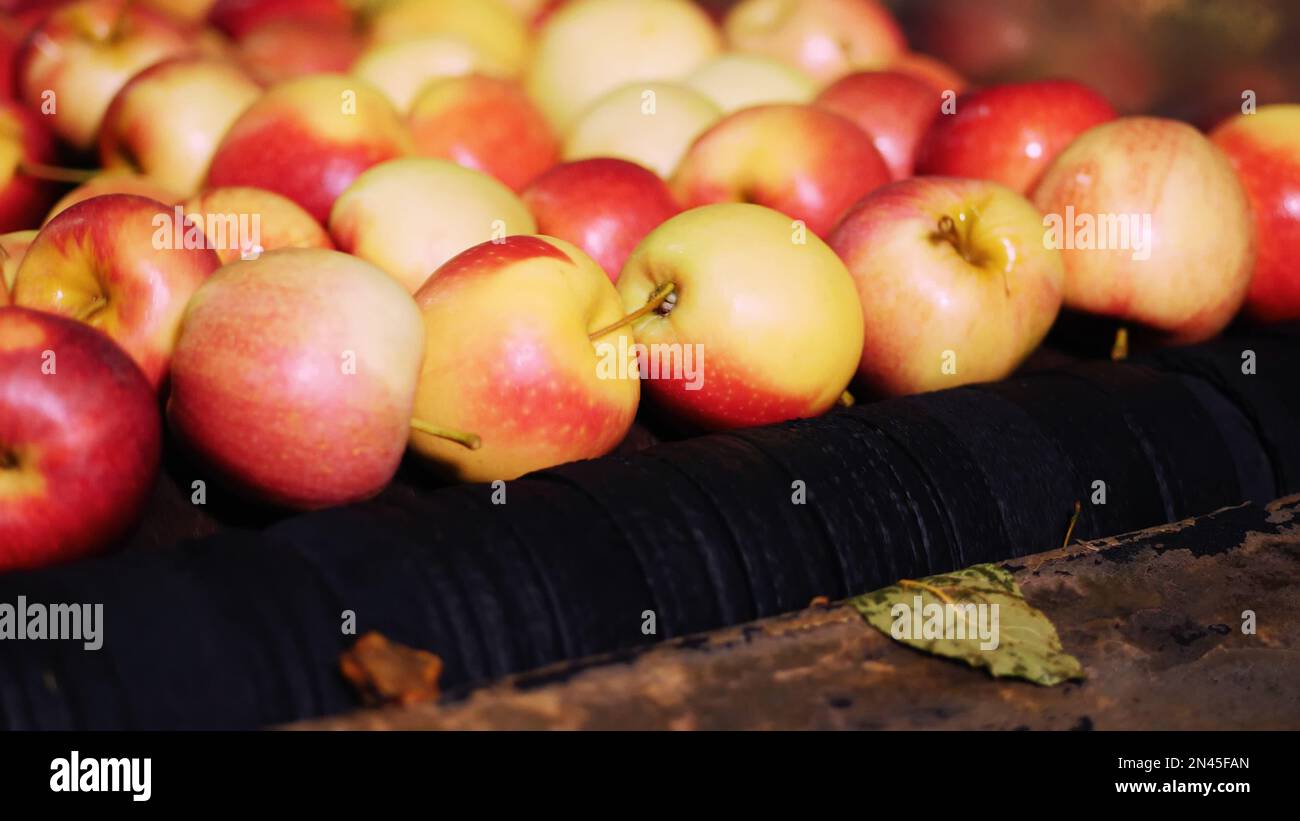 Attrezzatura in fabbrica per il lavaggio, l'asciugatura e la cernita delle mele. impianti di produzione industriale nell'industria alimentare. raccolta di mele fresche. Foto di alta qualità Foto Stock