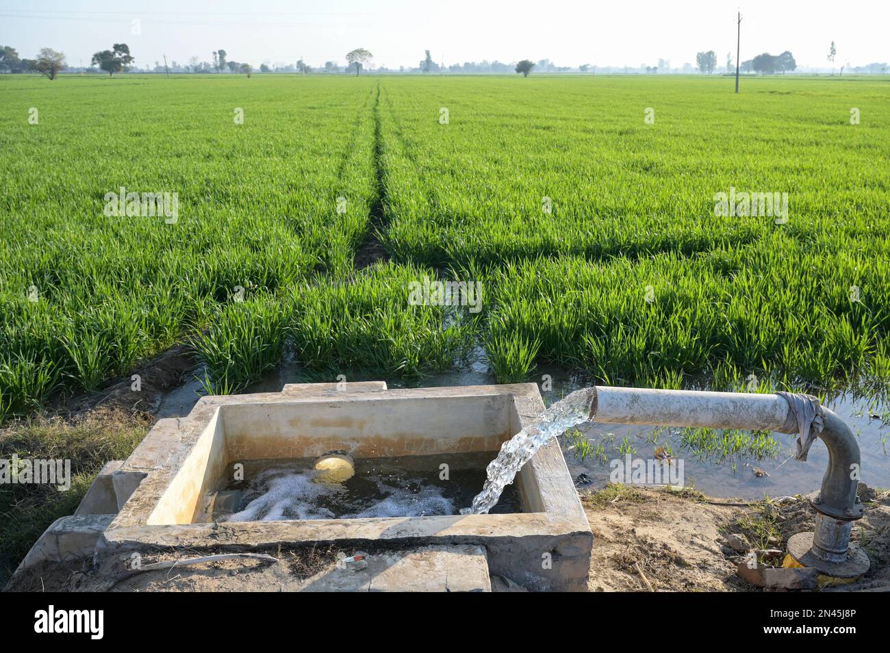 INDIA, Punjab, Lehragag, campo di grano con irrigazione di falda freatica, che scorre acqua dal tubo di borewell, le falde freatiche stanno calando drammaticamente per parecchi anni, in Punjab ha iniziato la rivoluzione verde negli anni Sessanta per aumentare la produzione di cibo con sistemi di irrigazione, l'uso di prodotti agrochimici e semi ibridi ad alto rendimento / INDIEN, Weizenfeld mit Grundwasser Bewässerung, seit einigen Jahren Fallen die Grundwasserspiegel dramatisch, in den 1960´Jahren startete im Punjab die Grüne Revolution zur Steigerung von Erträgen durch Hochertragsorten, Bewässerung und Nutzung von Agrarchemie Foto Stock