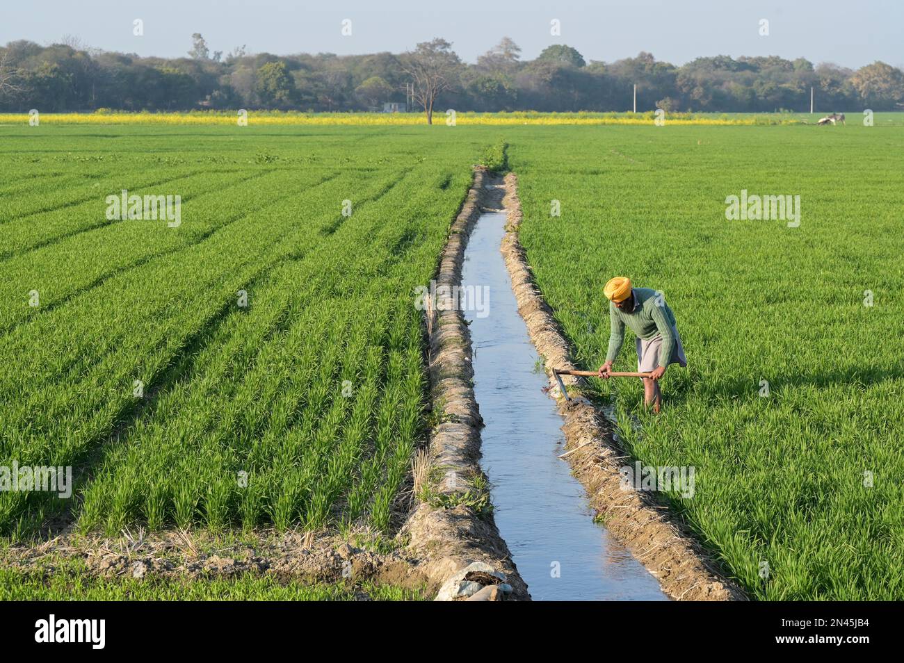 INDIA, Punjab, Lehragag, agricoltore in campo di grano con piccolo canale di irrigazione, nel Punjab iniziò la rivoluzione verde negli anni Sessanta per aumentare la produzione alimentare con sistemi di irrigazione, l'uso di prodotti agrochimici e semi ibridi ad alto rendimento, dietro campo di senape / INDIEN, Punjab, Farmer im Weizenfeld mit Bewässerung, In den 1960´Jahren startete im Punjab die Grüne Revolution zur Steigerung von Erträgen durch Hochertragssorten, Bewässerung und Nutzung von Agrarchemie Foto Stock