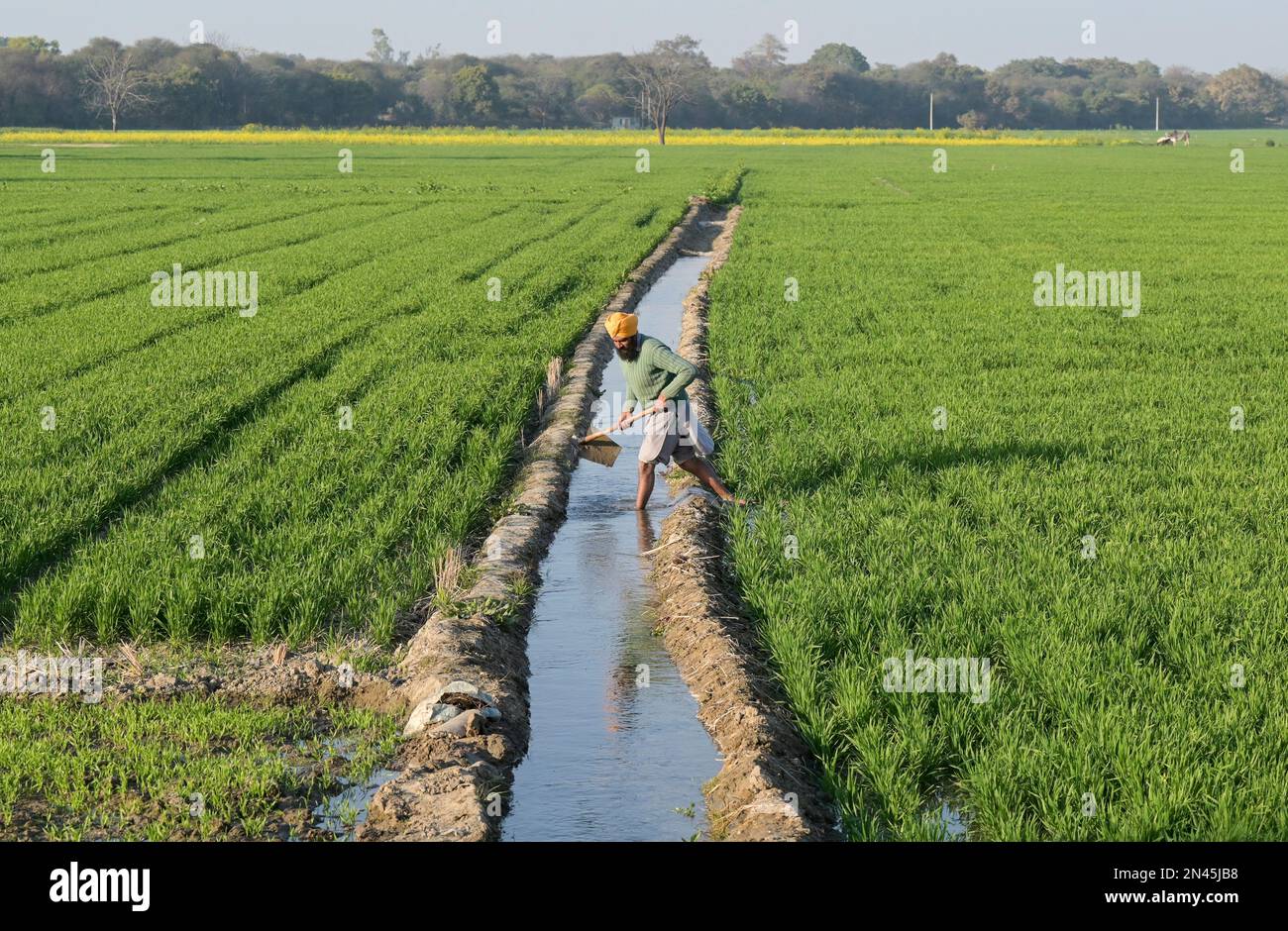 INDIA, Punjab, Lehragag, campo di grano con irrigazione delle falde freatiche, le falde freatiche stanno calando drammaticamente per diversi anni, nel Punjab ha iniziato la rivoluzione verde negli anni Sessanta per aumentare la produzione alimentare con sistemi di irrigazione, l'uso di prodotti agrochimici e semi ibridi ad alto rendimento / INDIEN, Weizenfeld mit Grundwasser Bewässerung, Seit einigen Jahren Fallen die Grundwasserspiegel dramatisch, in den 1960´Jahren startete im Punjab die Grüne Revolution zur Steigerung von Erträgen durch Hochertragsorten, Bewässerung und Nutzung von Agrarchemie Foto Stock