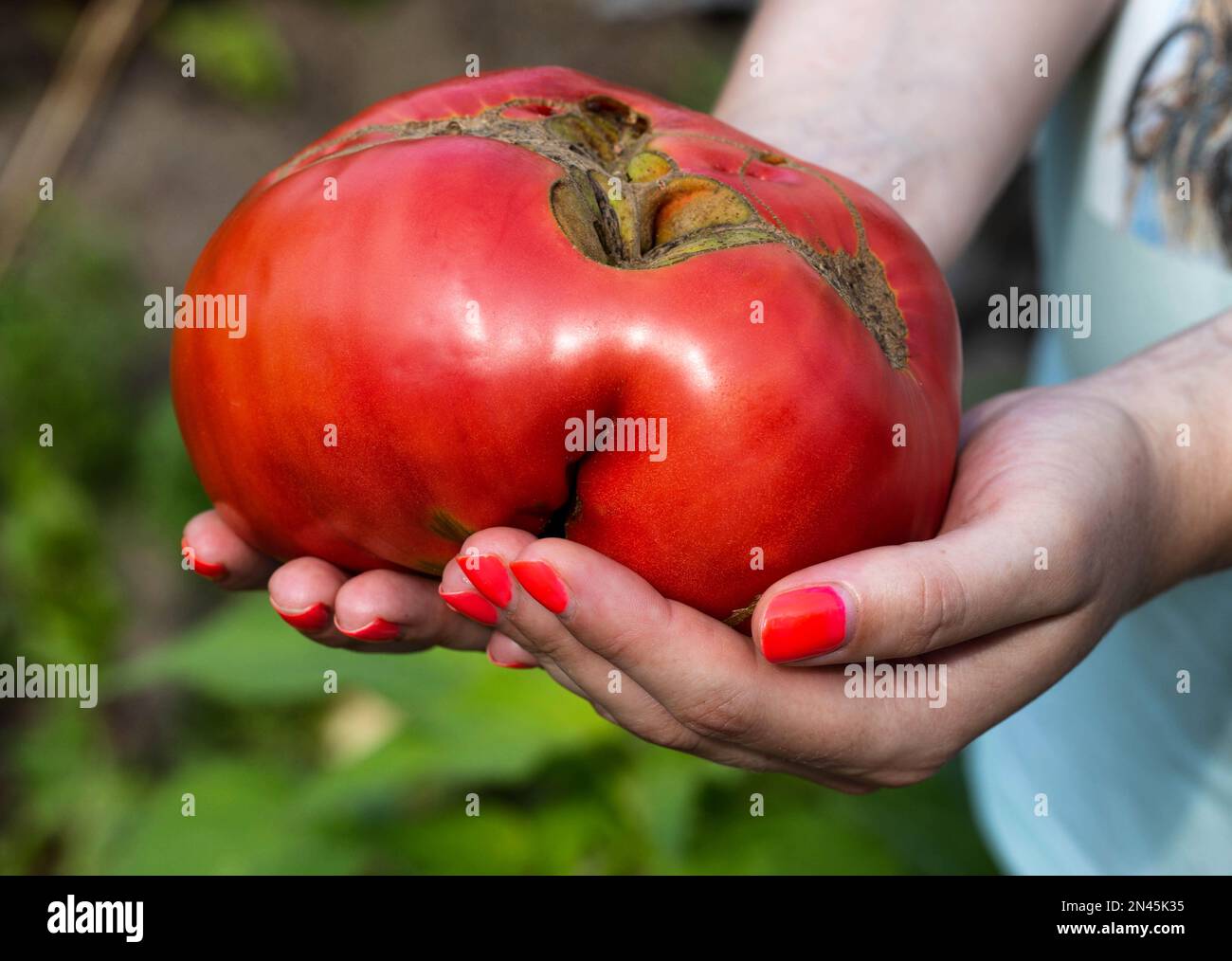 La ragazza tiene un enorme pomodoro rosso nelle sue mani, primo piano. Coltivazione di colture vegetali presso il loro cottage estivo. Foto Stock
