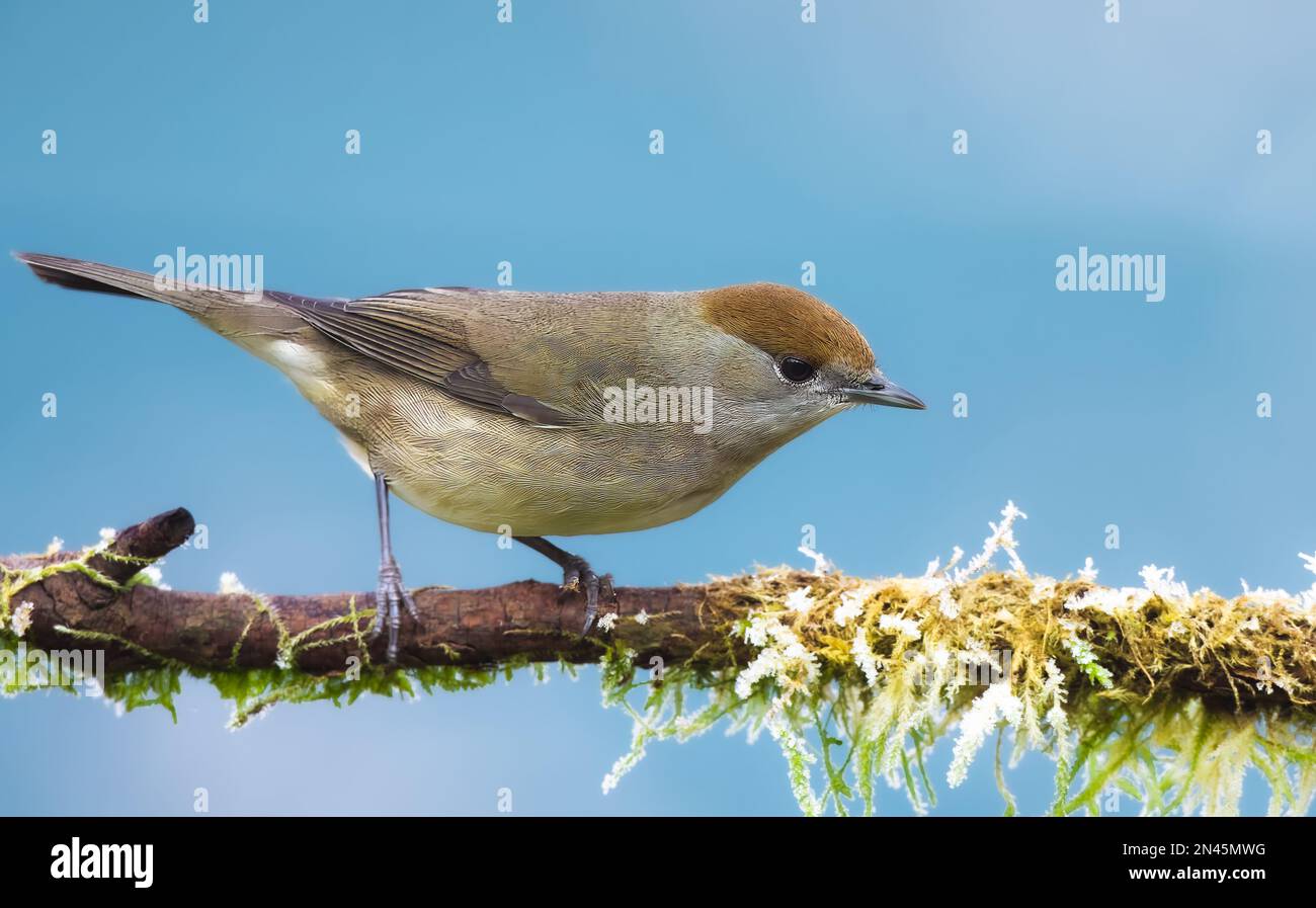 Un primo piano di un cappellino femmina sedette su un ramo di albero coperto di lichene. Foto Stock