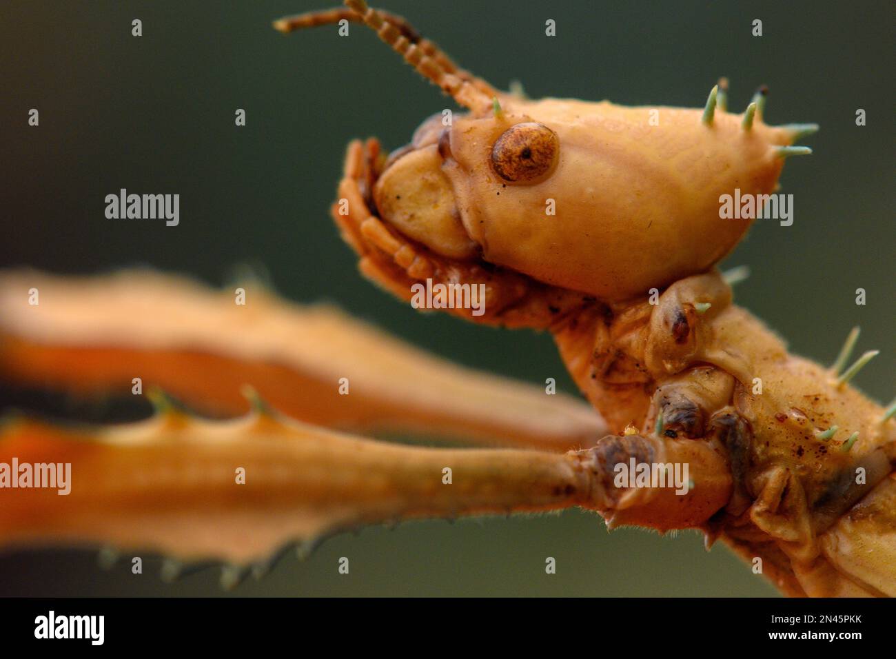 Magdeburgo, Germania. 08th Feb, 2023. Un grasshopper fantasma australiano nella casa delle farfalle di Elbauenpark. Le mattine soleggiate sono il momento migliore per osservare le farfalle, poiché gli insetti sono più attivi di allora. Durante le vacanze, la casa delle farfalle mostra soprattutto molte farfalle colorate per loro visitatori. Attualmente si possono ammirare 25 specie diverse di farfalle. La temperatura media della stanza nella casa tropicale è di 28 gradi Celsius. Credit: Klaus-Dietmar Gabbert/dpa/Alamy Live News Foto Stock