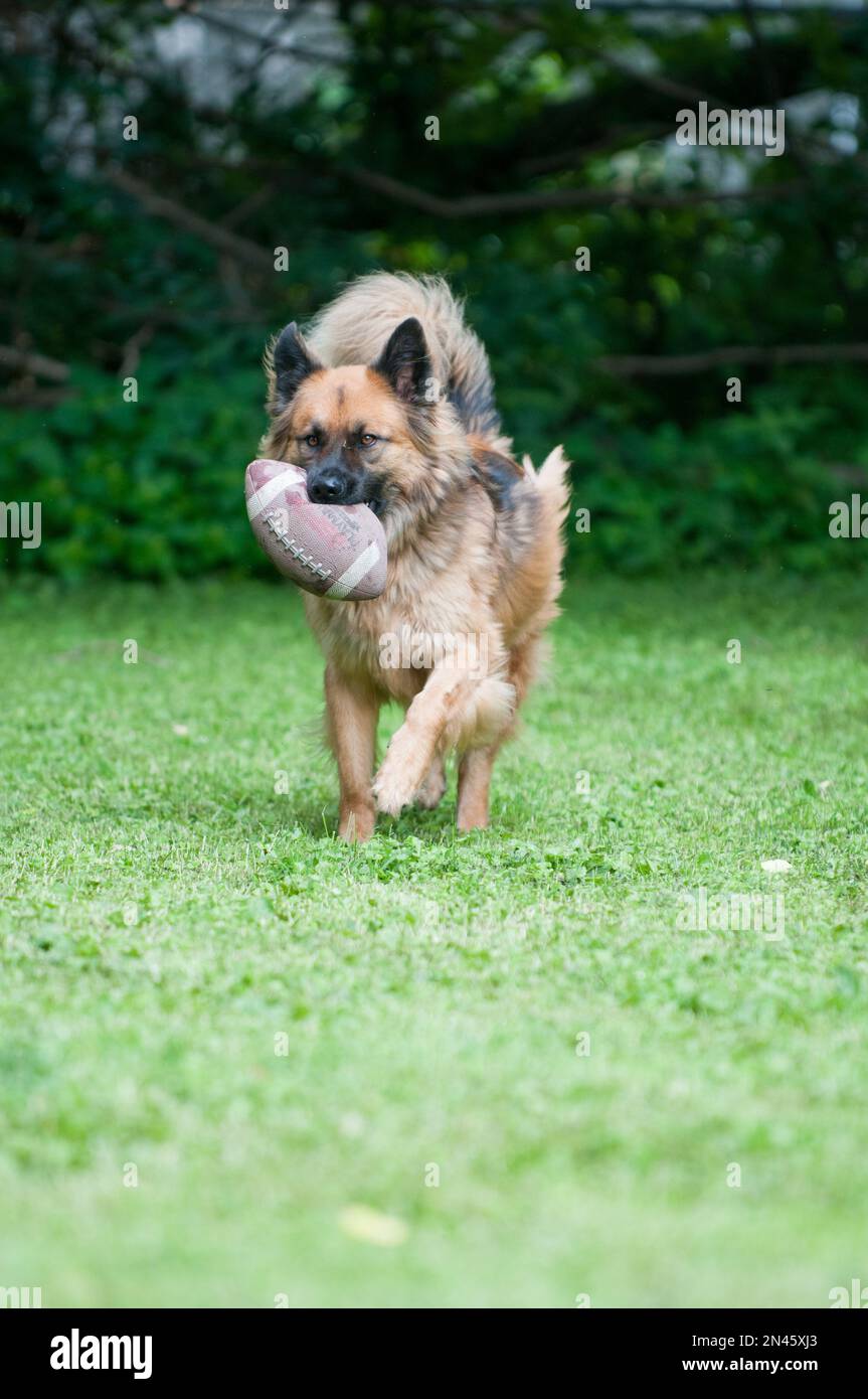 Cane felice che trasporta un calcio nel loro cortile Foto Stock