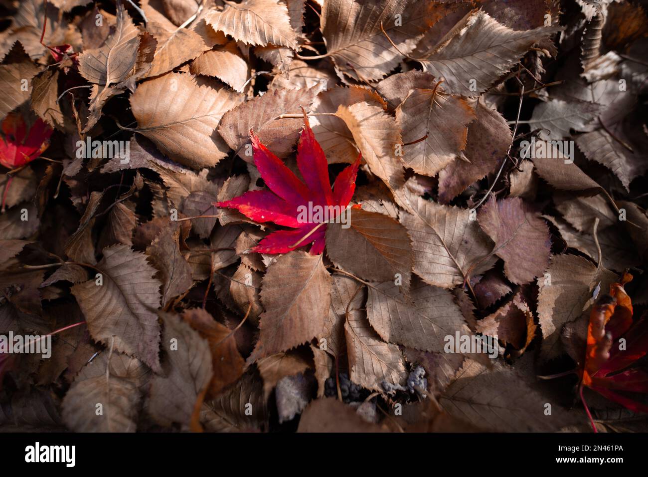 foglia rossa su foglie marroni business single eccezionale solo giorno di san valentino solitario Foto Stock