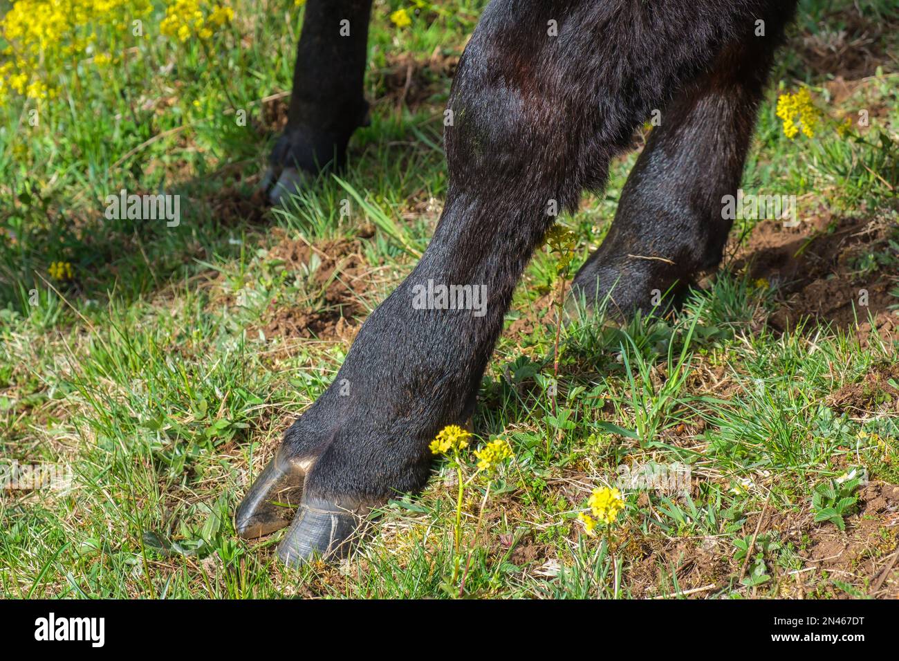Primo piano su uno zoccolo di un chiodo di garofano su una mucca nera Foto Stock