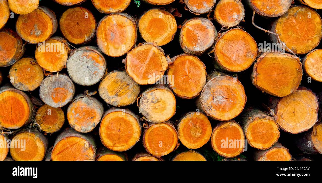 Felled Trees Trunks, Foresta di Faggio di Otzarreta, Parco Naturale di Gorbeia, Bizkaia, Paesi Baschi, Spagna, Europa Foto Stock