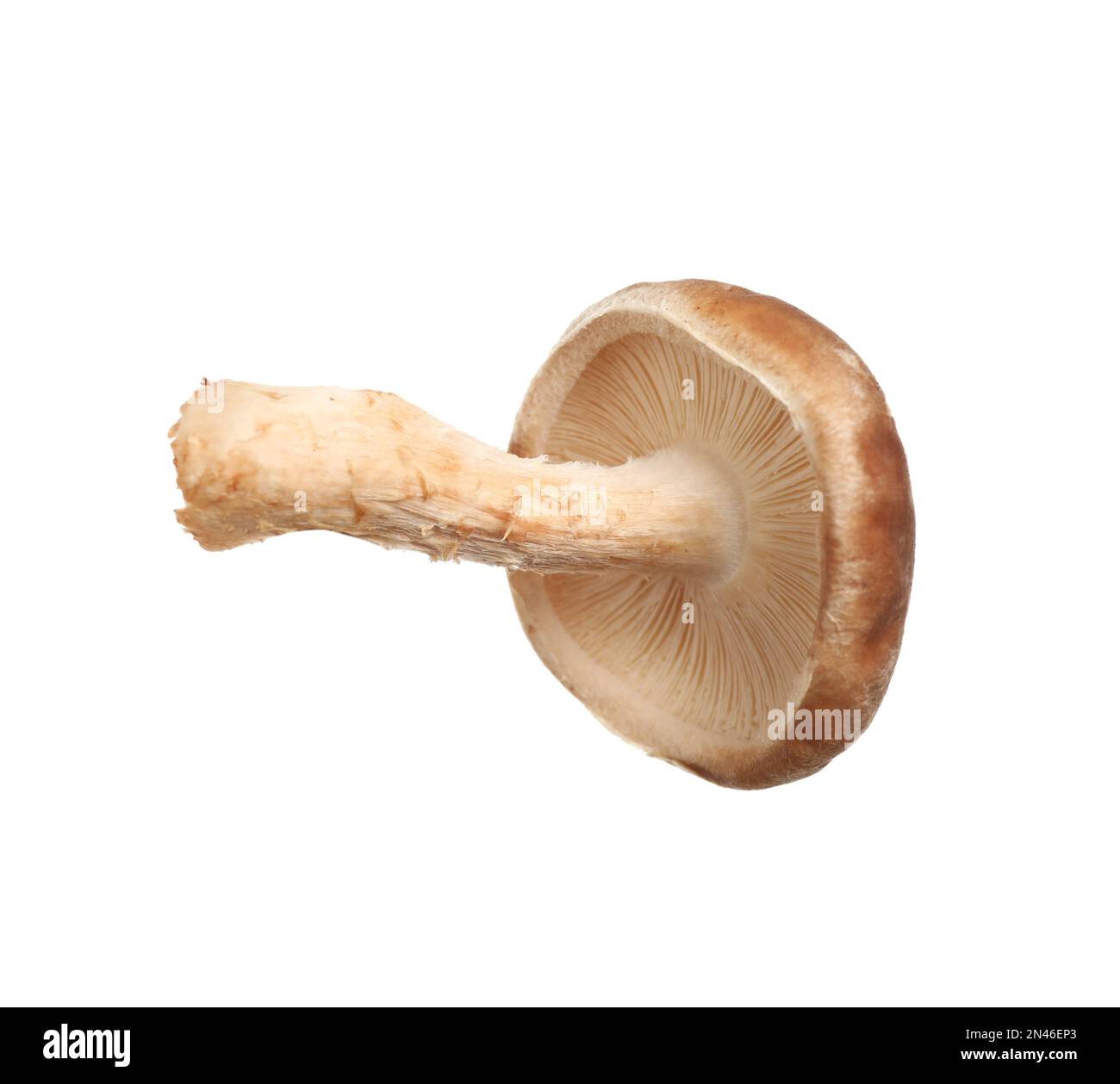 Funghi shiitake freschi selvatici isolati su bianco Foto Stock