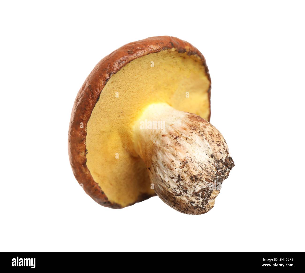 Fresco fungo di jack scivoloso isolato su bianco Foto Stock