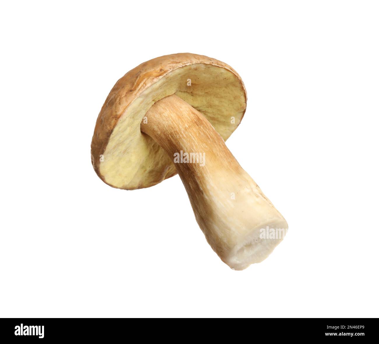 Fresco fungo di jack scivoloso isolato su bianco Foto Stock