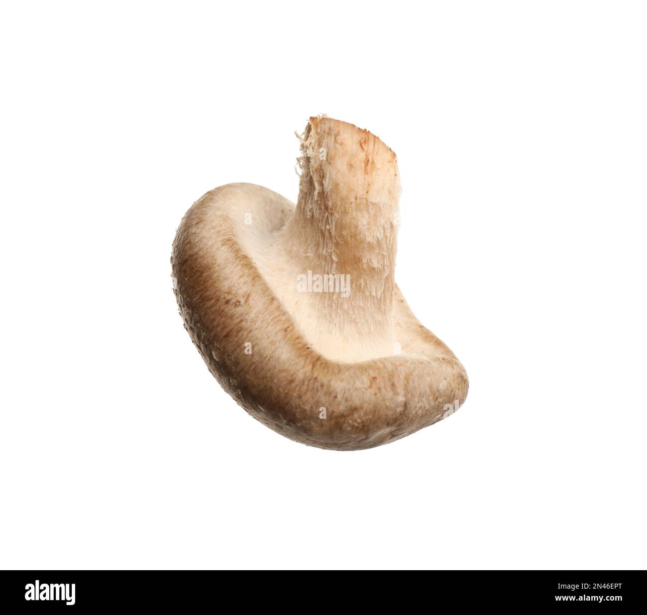 Funghi shiitake freschi selvatici isolati su bianco Foto Stock