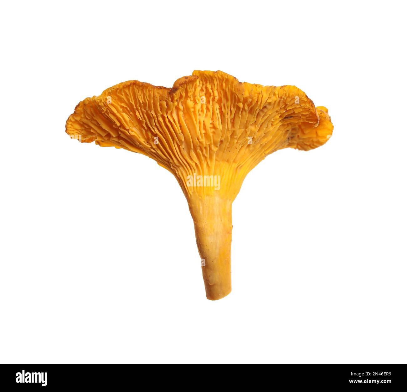 Funghi finferli freschi selvatici isolati su bianco Foto Stock