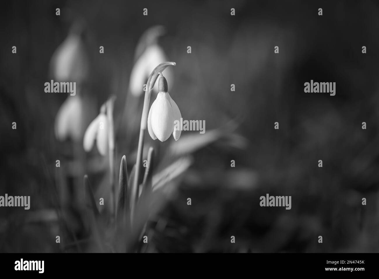 Galanthus (nevicate) alla luce del mattino Foto Stock