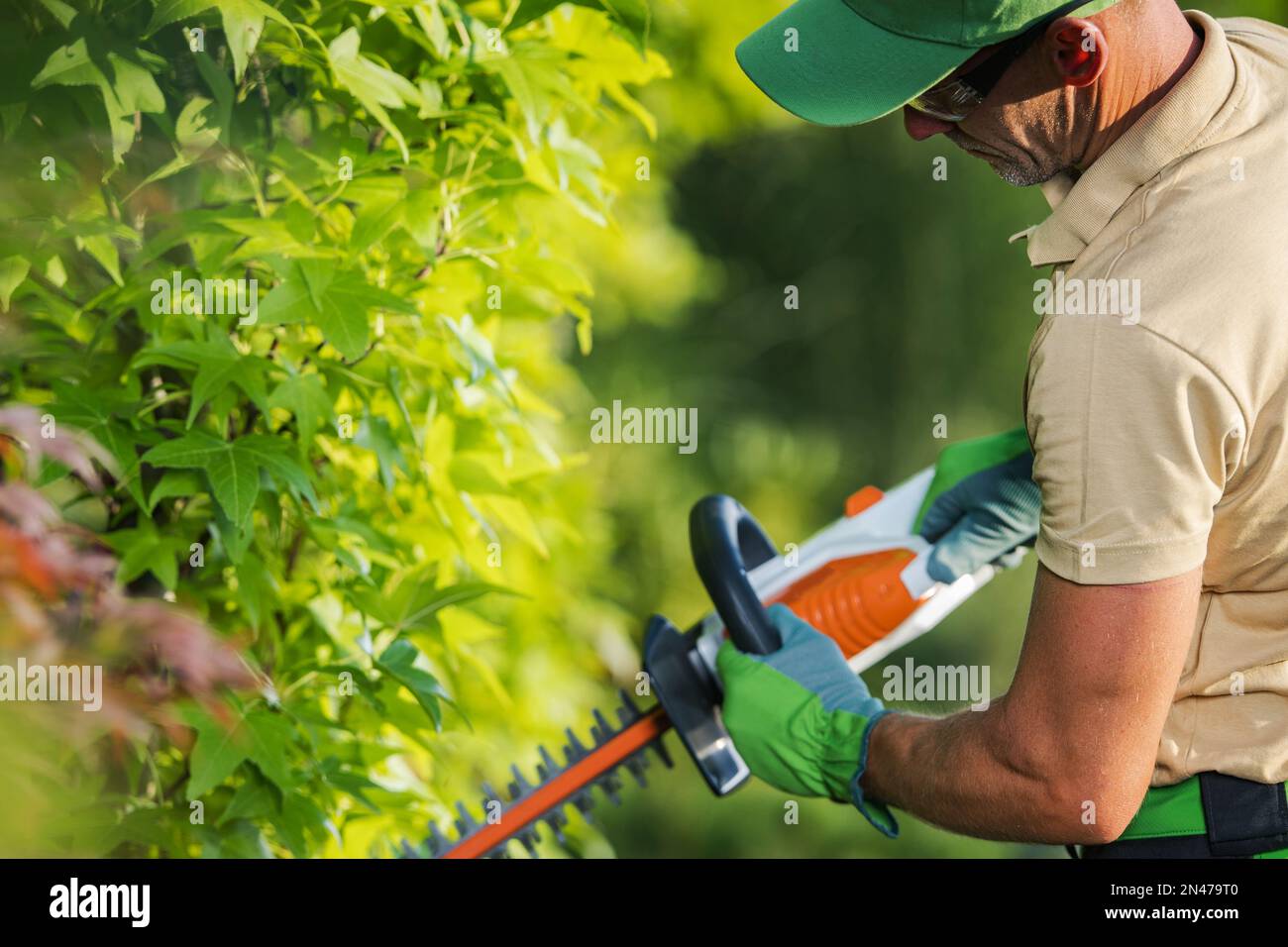 Giardino con cespuglio rifilatore che forma pianta decorativa in un cortile. Manutenzione del giardino primaverile. Foto Stock