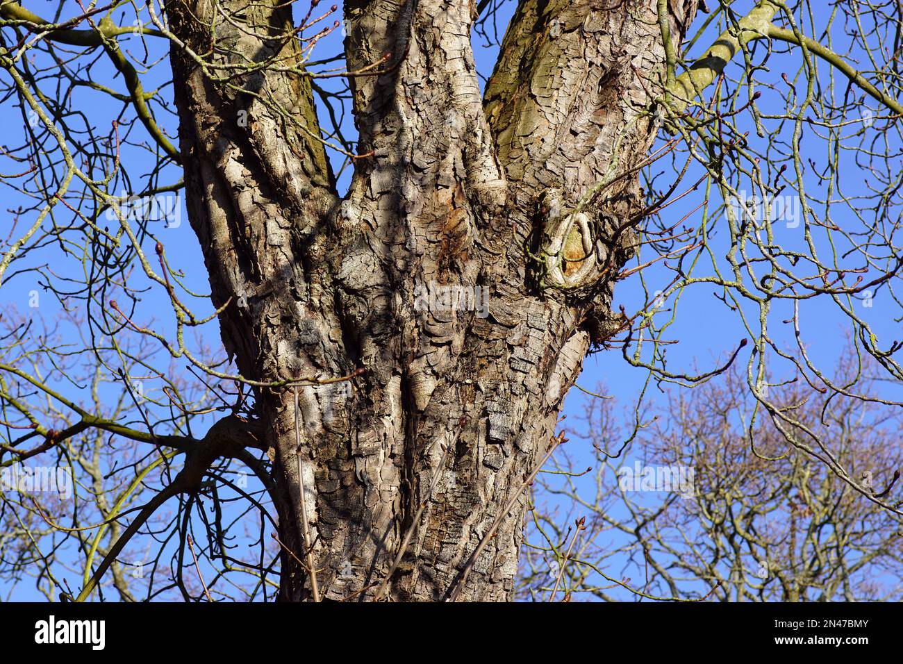 Tronco, corteccia grezza e rami laterali spessi di un vecchio castagno di cavallo in inverno. Cielo blu, febbraio, Paesi Bassi. Foto Stock