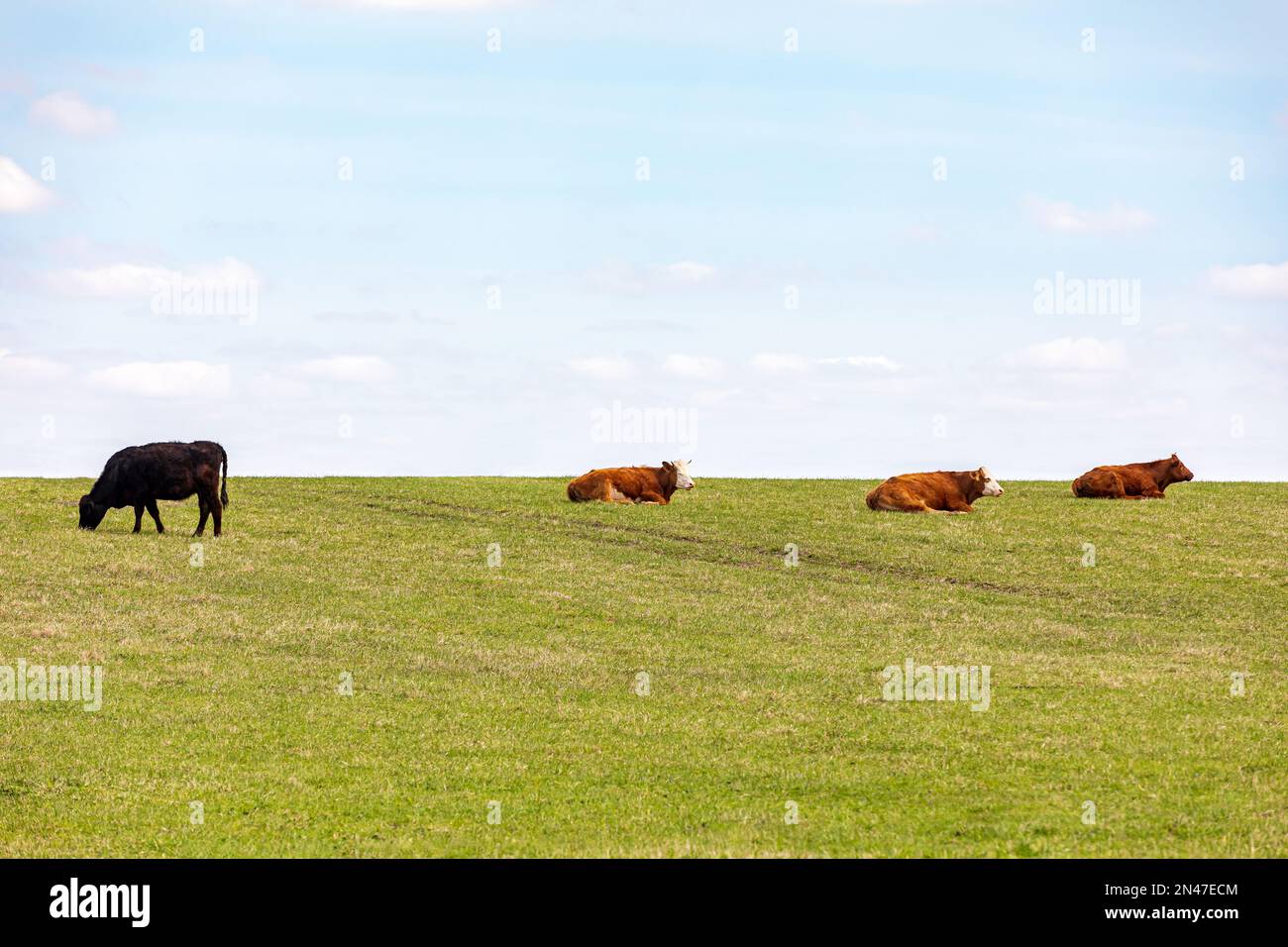 Mucche che pascolano in pascolo. Concetto di agricoltura, allevamento bovino e industria della carne bovina. Foto Stock