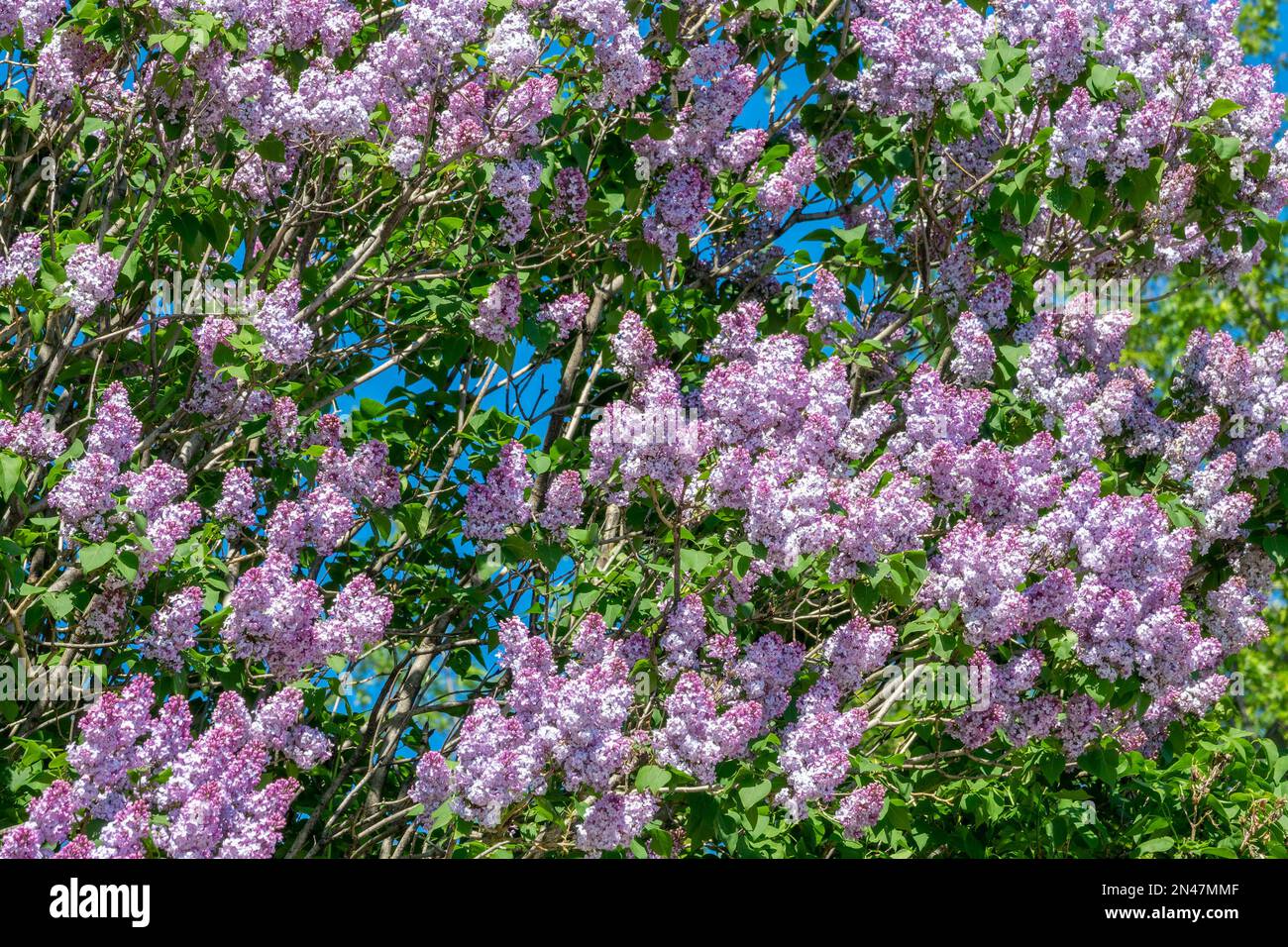 Lilla viola. Primavera sfondo floreale Foto Stock