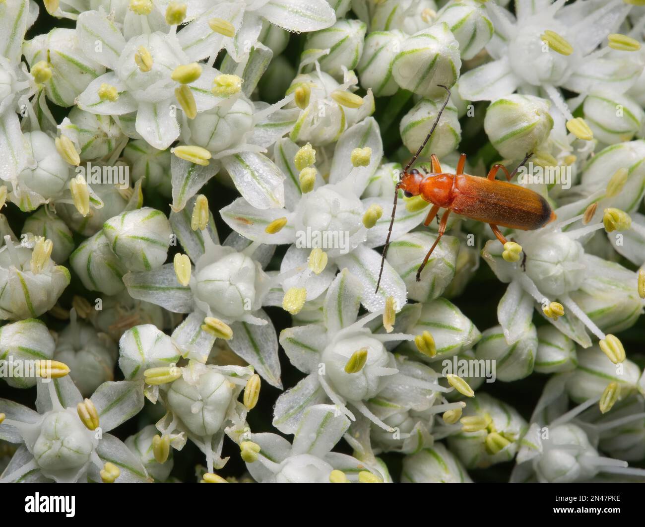 Coleottero rosso comune su un fiore di cipolla Foto Stock