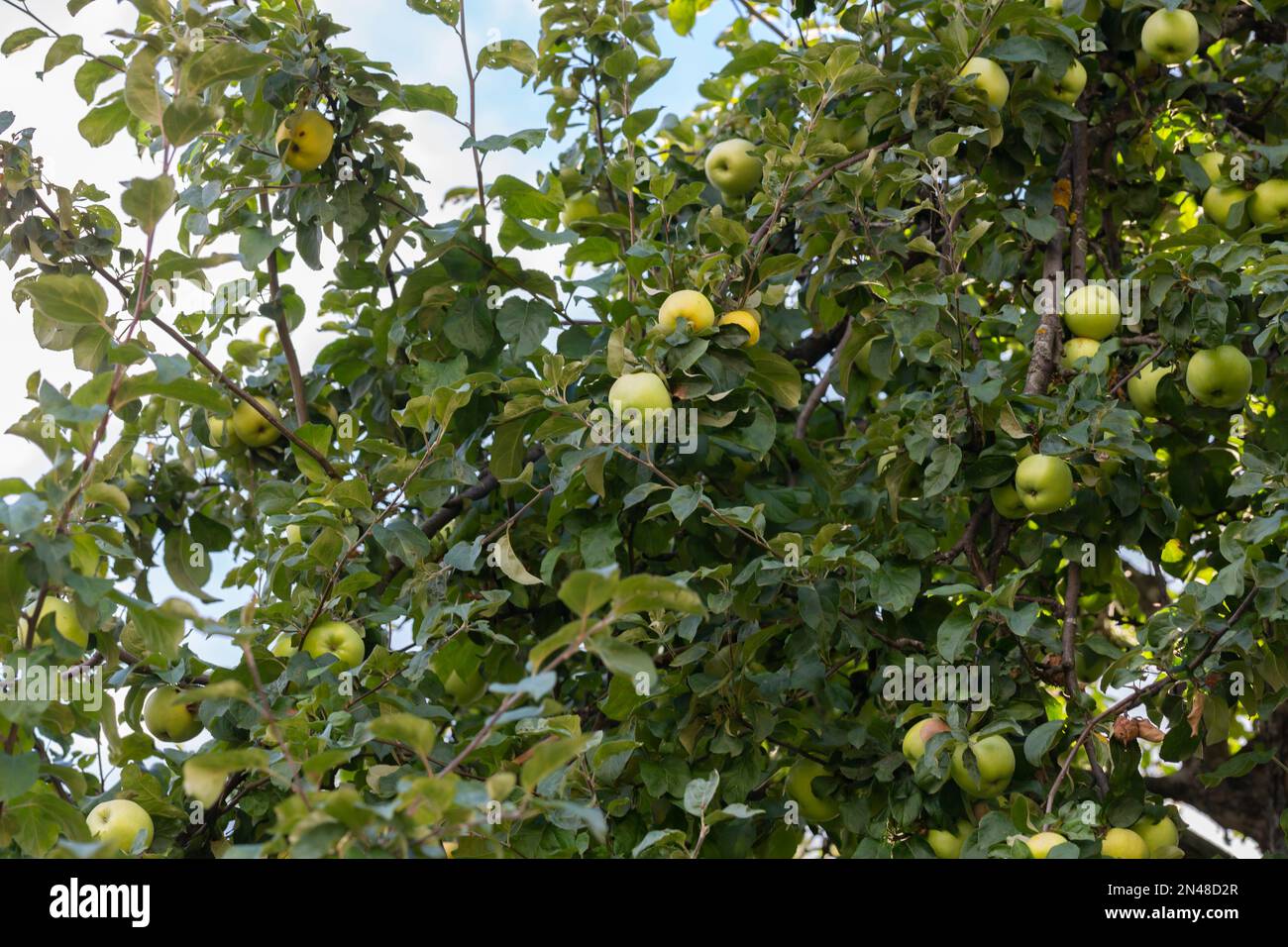 ci sono un sacco di mele in acro verde albero di mela, fruttato albero di mela, frutteto naturale Foto Stock