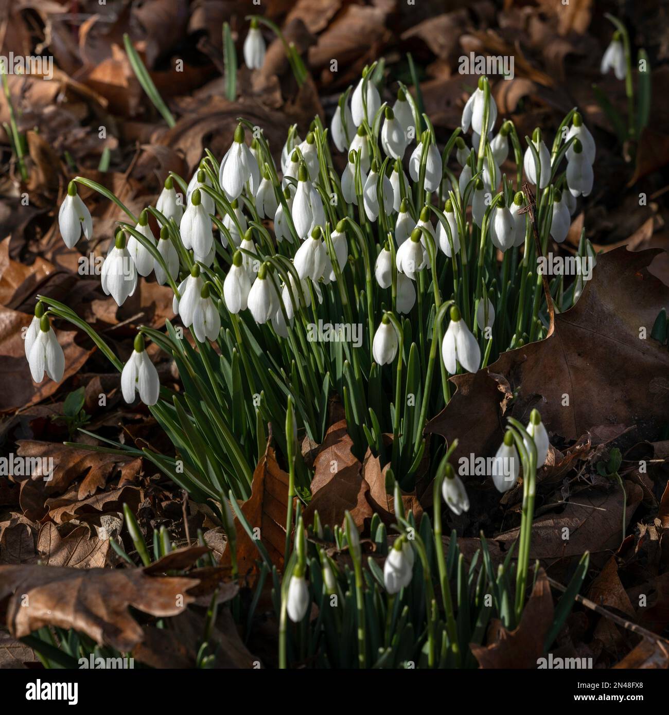 Grumo di gocce di neve in hedgerow Foto Stock