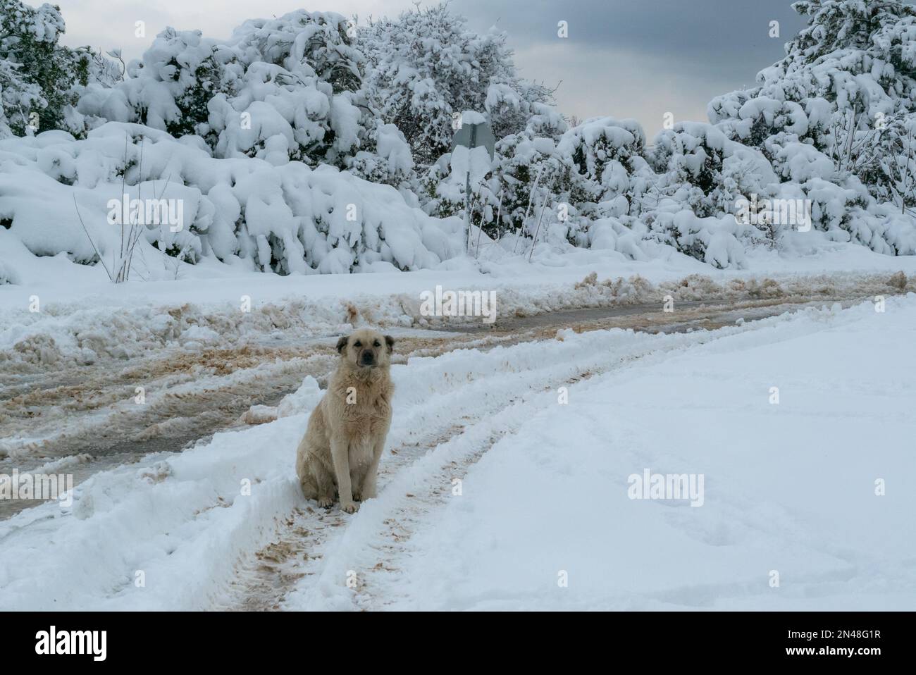inverno randagio strada giovane cane. Triste cane di strada randagio sedersi all'aperto. Giovane cucciolo che gioca nella neve su strada ghiacciata d'inverno. Foto Stock