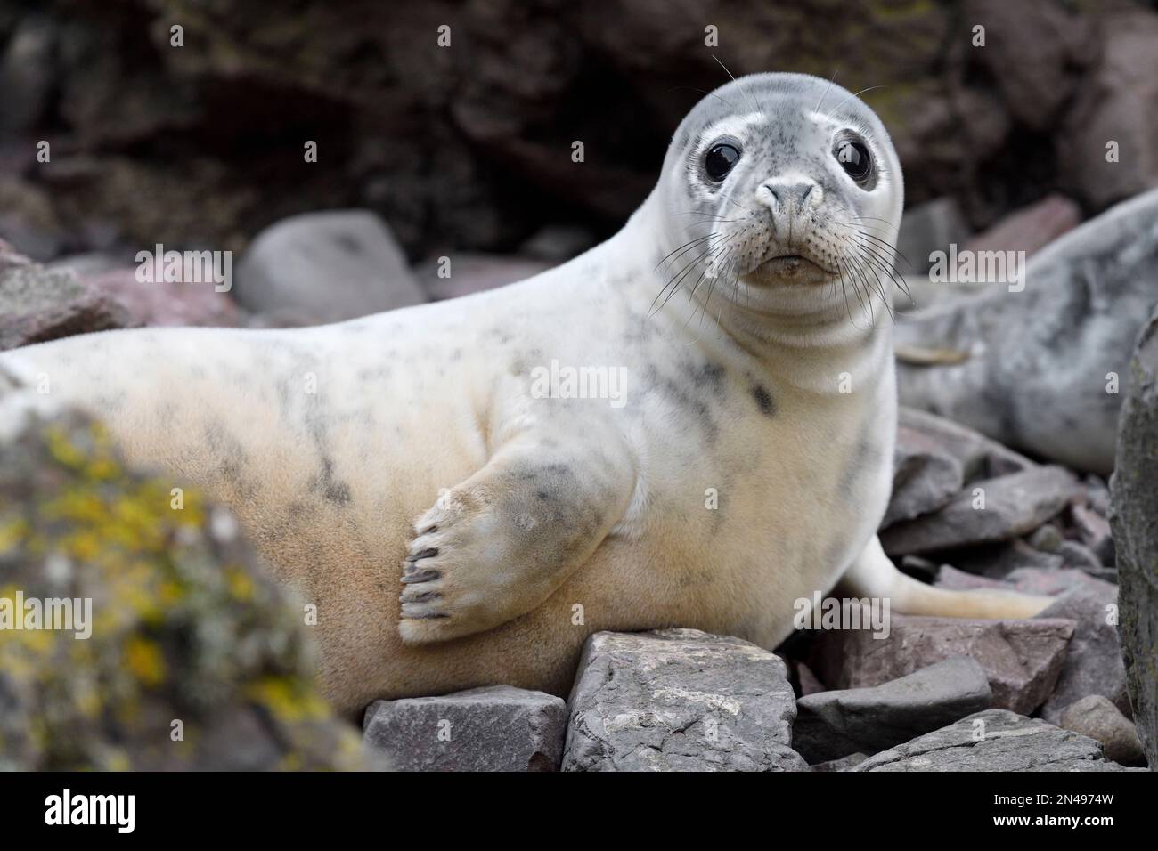 Gray Seal (Halichoerus grypus) primo piano di cucciolo parzialmente cresciuto, St Abbs Head National Nature Reserve, National Trust for Scotland Reserve, Scozia Foto Stock