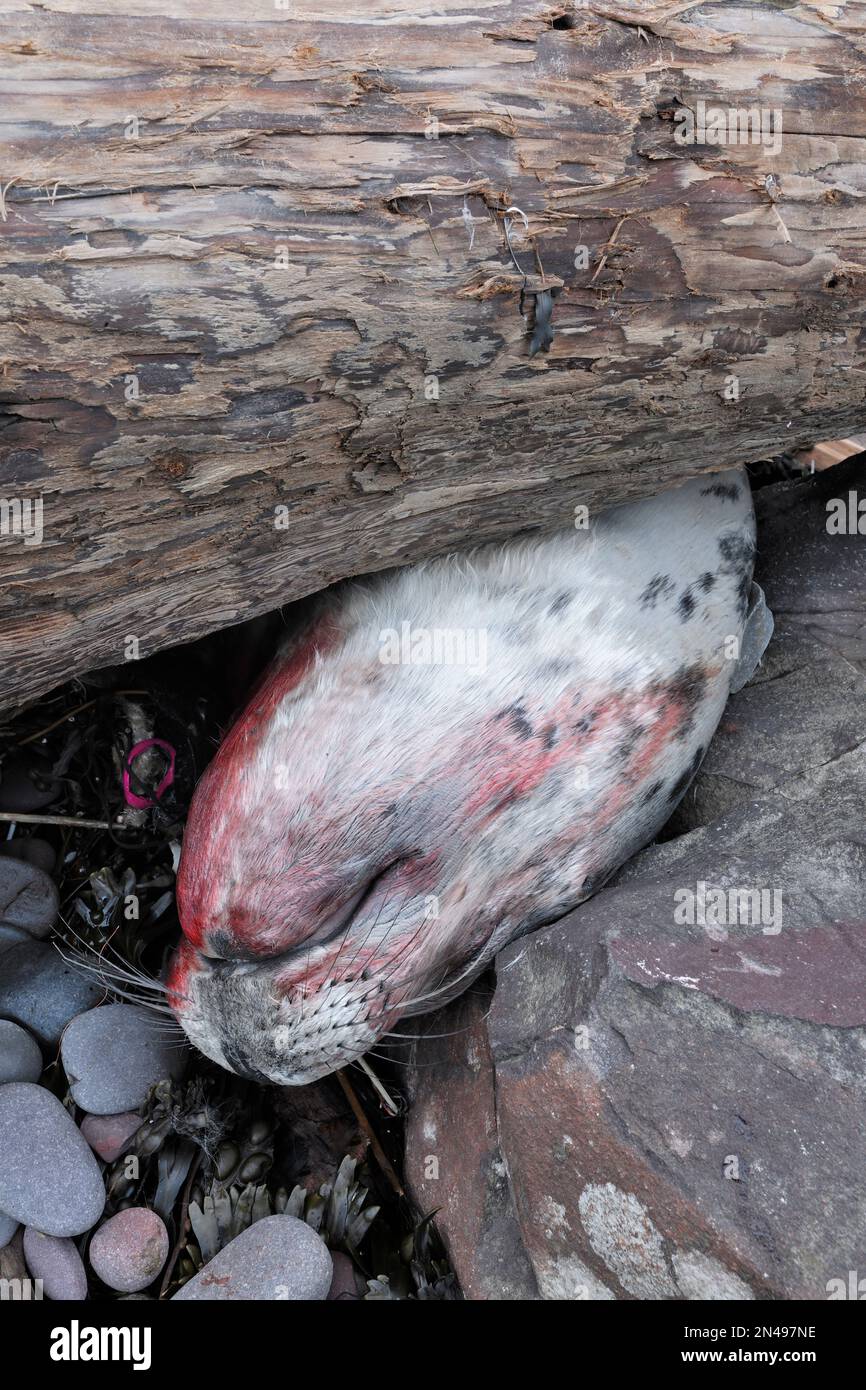 Cucciolo morto di foca grigia (Halichoerus grypus) ucciso dagli effetti dei mari accidentati causati da Storm Arwen nel dicembre 2021, St Abbs Head NNR, Scozia Foto Stock