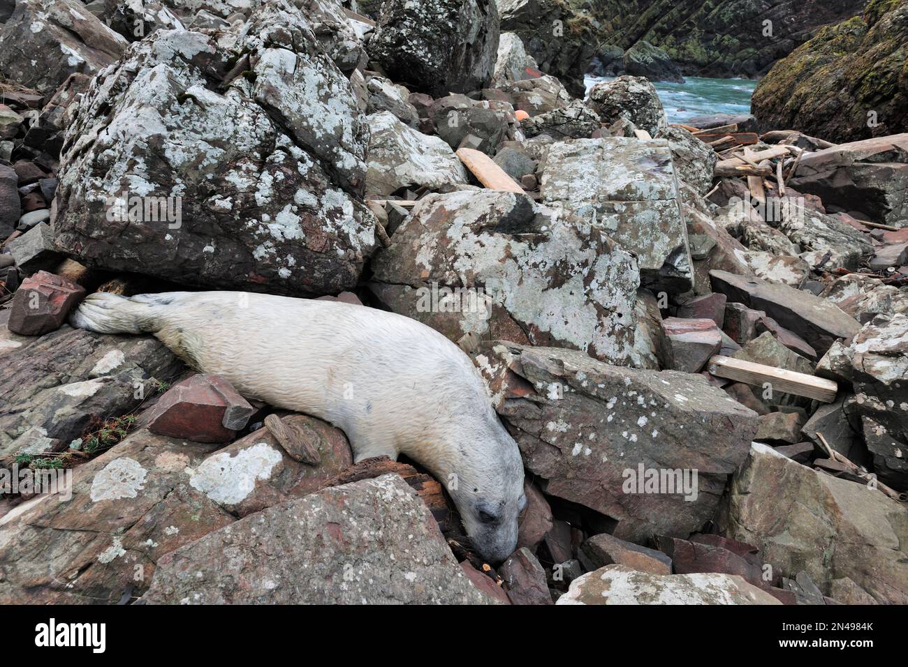 Cucciolo morto di foca grigia (Halichoerus grypus) ucciso dagli effetti dei mari accidentati causati da Storm Arwen nel dicembre 2021, St Abbs Head NNR, Scozia Foto Stock