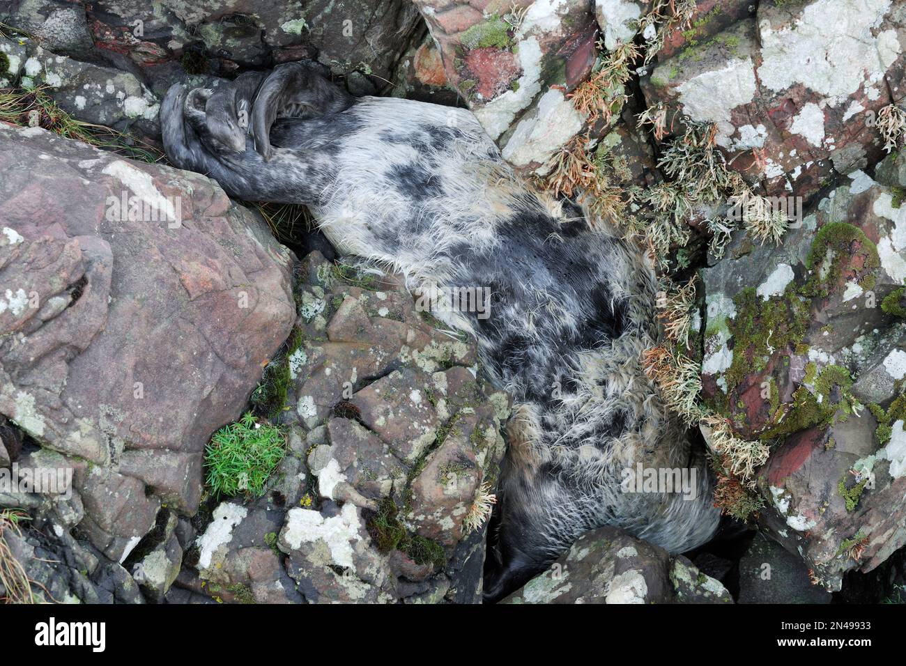 Cucciolo morto di foca grigia (Halichoerus grypus) ucciso dagli effetti dei mari accidentati causati da Storm Arwen nel dicembre 2021, St Abbs Head NNR, Scozia Foto Stock