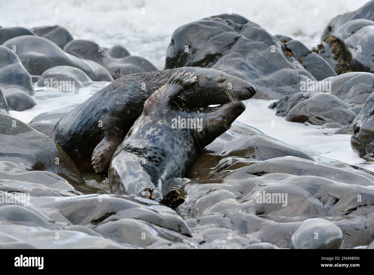 Coppia di foche grigie (grypus halichoerus), mucca e toro, con comportamento di corteggiamento/accoppiamento, riserva naturale nazionale di St Abbs Head, testa di St Abbs, Scozia Foto Stock