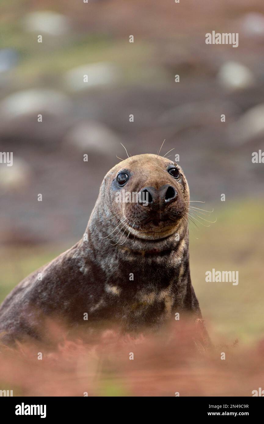 gray Seal (Halichoerus grypus) bull tirato su sulla riva superiore, St Abbs Head National Nature Reserve, St Abbs Head, South East Scotland, novembre 2017 Foto Stock