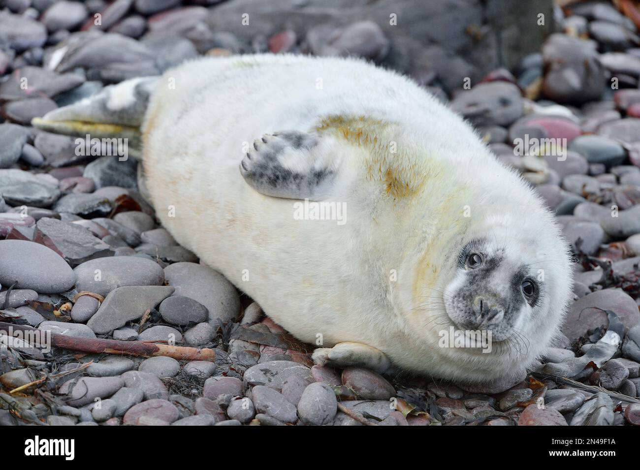 Cucciolo bianco di foca grigia (Halichoerus grypus), riserva naturale nazionale di St Abbs Head, St Abbs Head, Scozia sud-orientale, novembre 2017 Foto Stock
