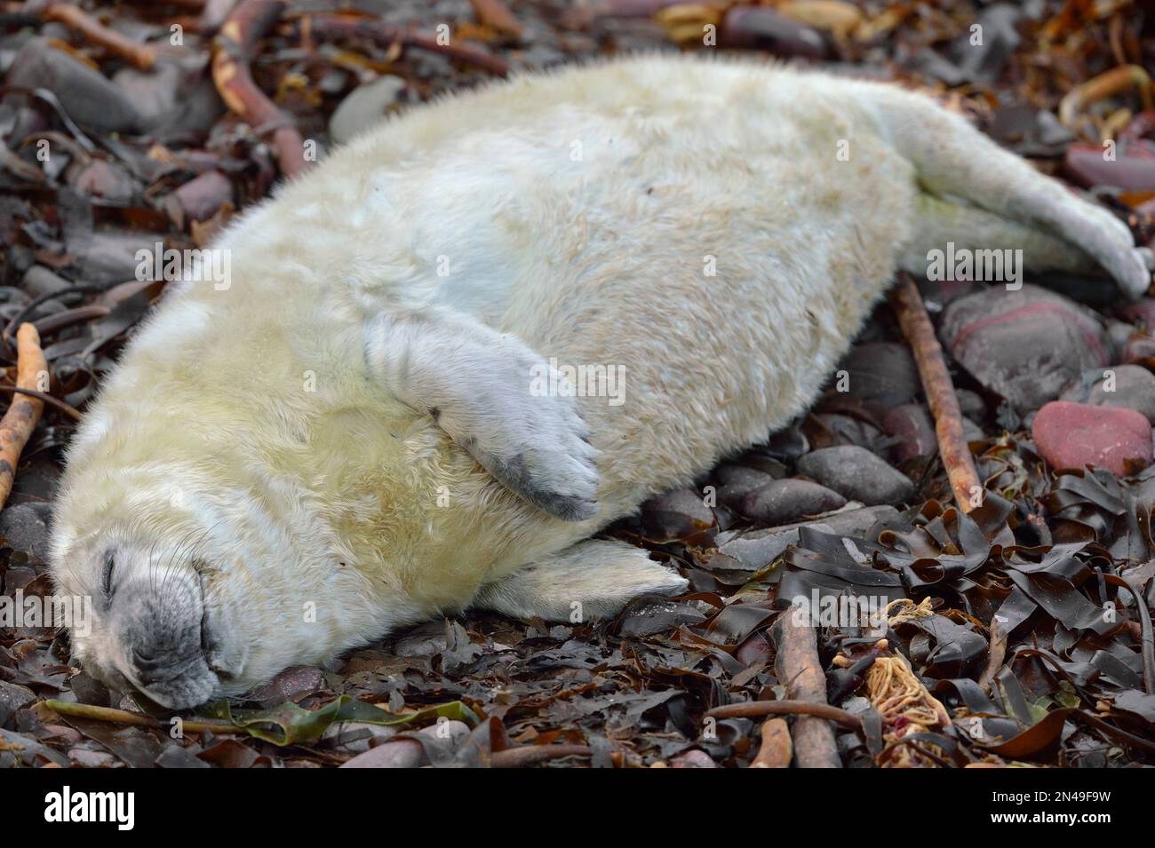 Cucciolo bianco di foca grigia (Halichoerus grypus) addormentato sulla riva, riserva naturale nazionale di St Abbs Head, St Abbs Head, Scozia sud-orientale, novembre 2017 Foto Stock