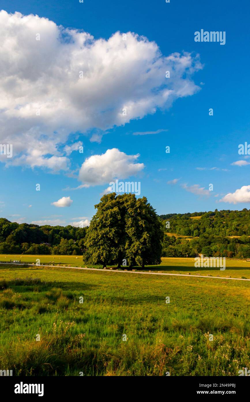 Paesaggio con alberi in estate a Cromford Meadows nella Derwent Valley Derbyshire Dales Peak District Inghilterra Regno Unito. Foto Stock