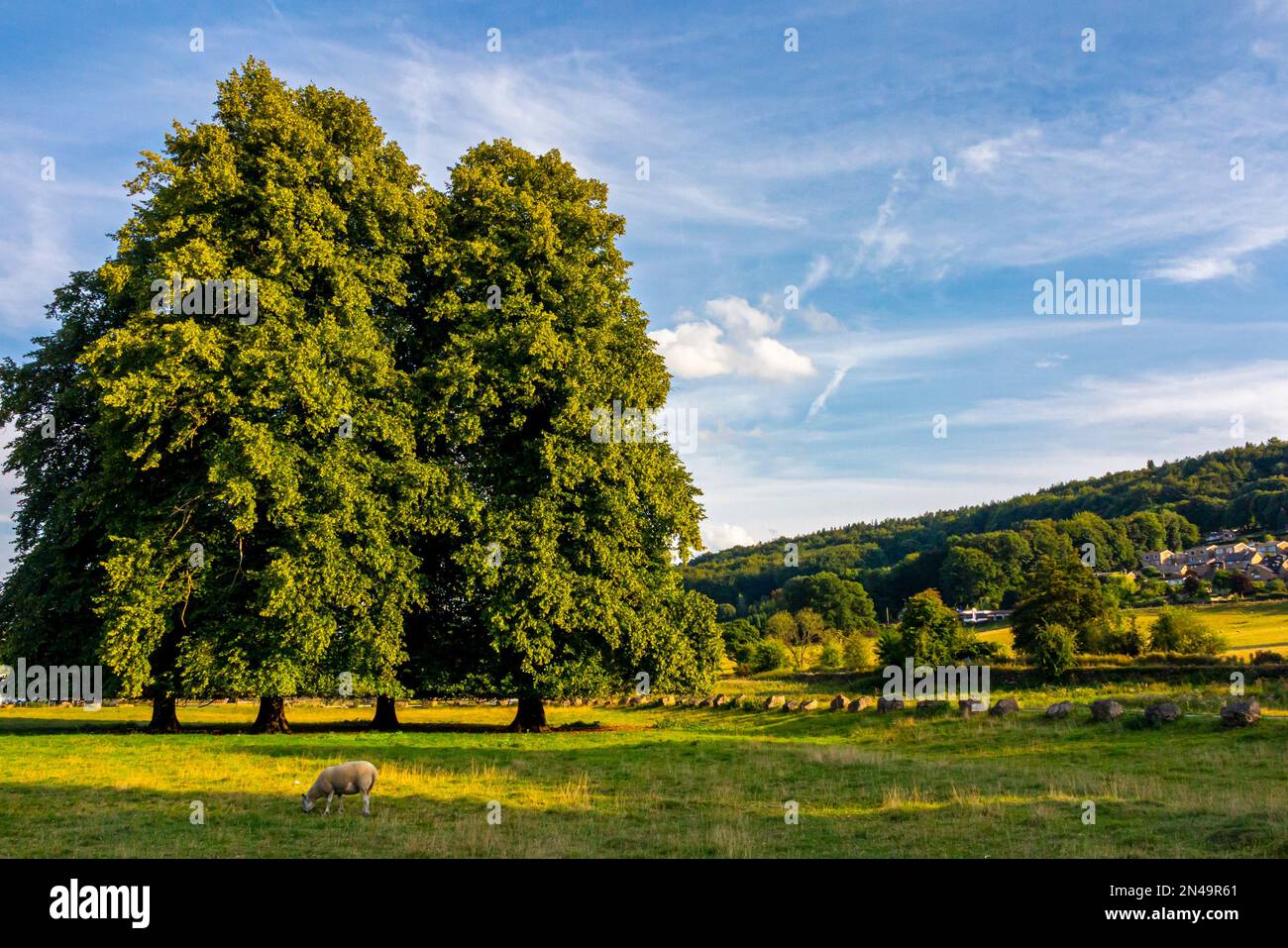 Paesaggio con alberi in estate a Cromford Meadows nella Derwent Valley Derbyshire Dales Peak District Inghilterra Regno Unito. Foto Stock