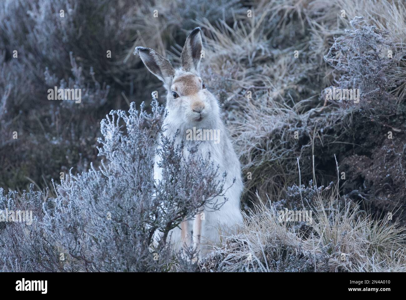 Lepre di montagna, dove Stone Foto Stock