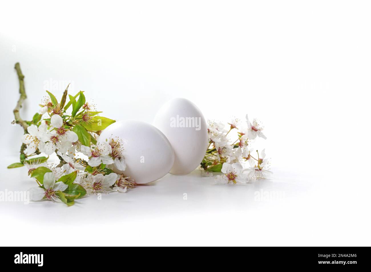 Due uova bianche di Pasqua e un ramo di fiori di ciliegio selvatico su uno sfondo chiaro, biglietto d'auguri di primavera e di vacanza stagionale, spazio copia, focus selezionato Foto Stock