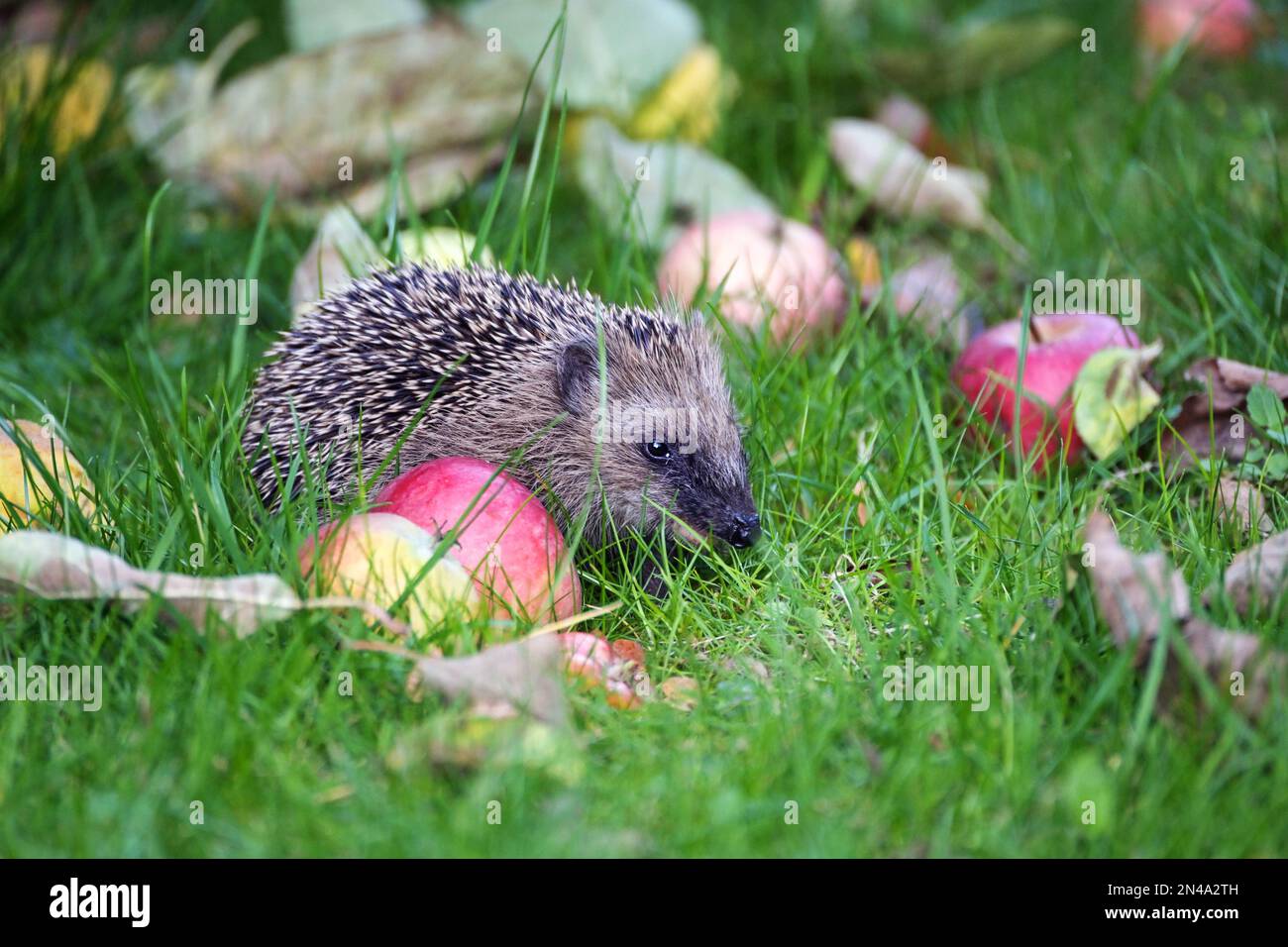 Riccio giovane (Erinaceus europaeus) in cerca di cibo in un prato tra mele e erba in autunno, la protezione degli animali selvatici nel parco naturale o ga Foto Stock