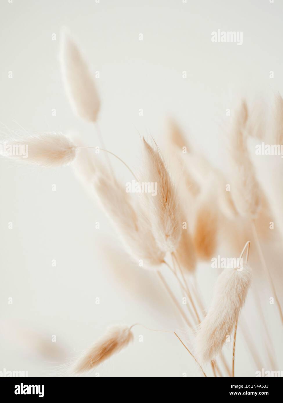 Lagurus beige secco su fondo bianco. Sfondo floreale di fiori secchi. Vista frontale, spazio di copia Foto Stock