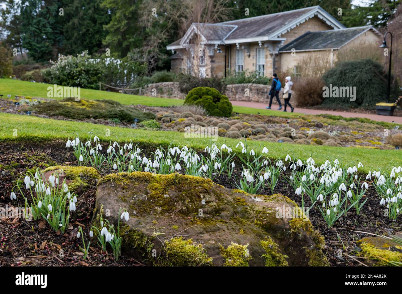 Edimburgo, Scozia, Regno Unito, 8th febbraio 2023. UK Weather: Segni di primavera al Royal Botanic Garden. Le gocce di neve sono in piena fioritura intorno ai giardini. Credit: Sally Anderson/Alamy Live News Foto Stock