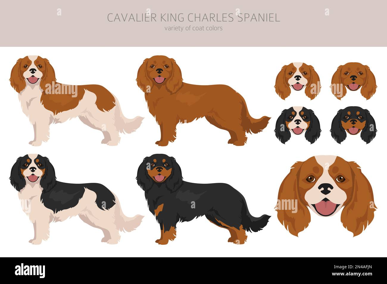 Cavalier re Charles Spaniel clipart. Set di tutti i colori del mantello. Posizione diversa. Infografica sulle caratteristiche di tutte le razze di cani. Illustrazione vettoriale Illustrazione Vettoriale