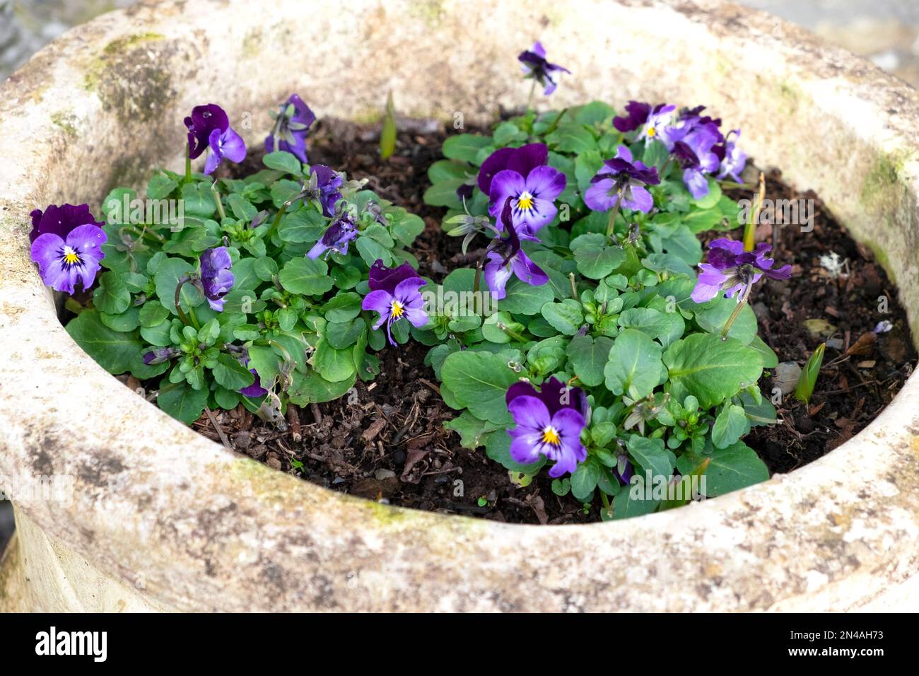 Splendide viole viola che fioriscono in un grande vaso di ceramica in pietra nel giardino invernale di gennaio Carmarthenshire Galles Regno Unito Gran Bretagna 2023 KATHY DEWITT Foto Stock